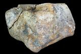Partial, Pachycephalosaurus Toe Bone (Metatarsal) - North Dakota #88825-2